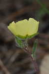 Carolina frostweed